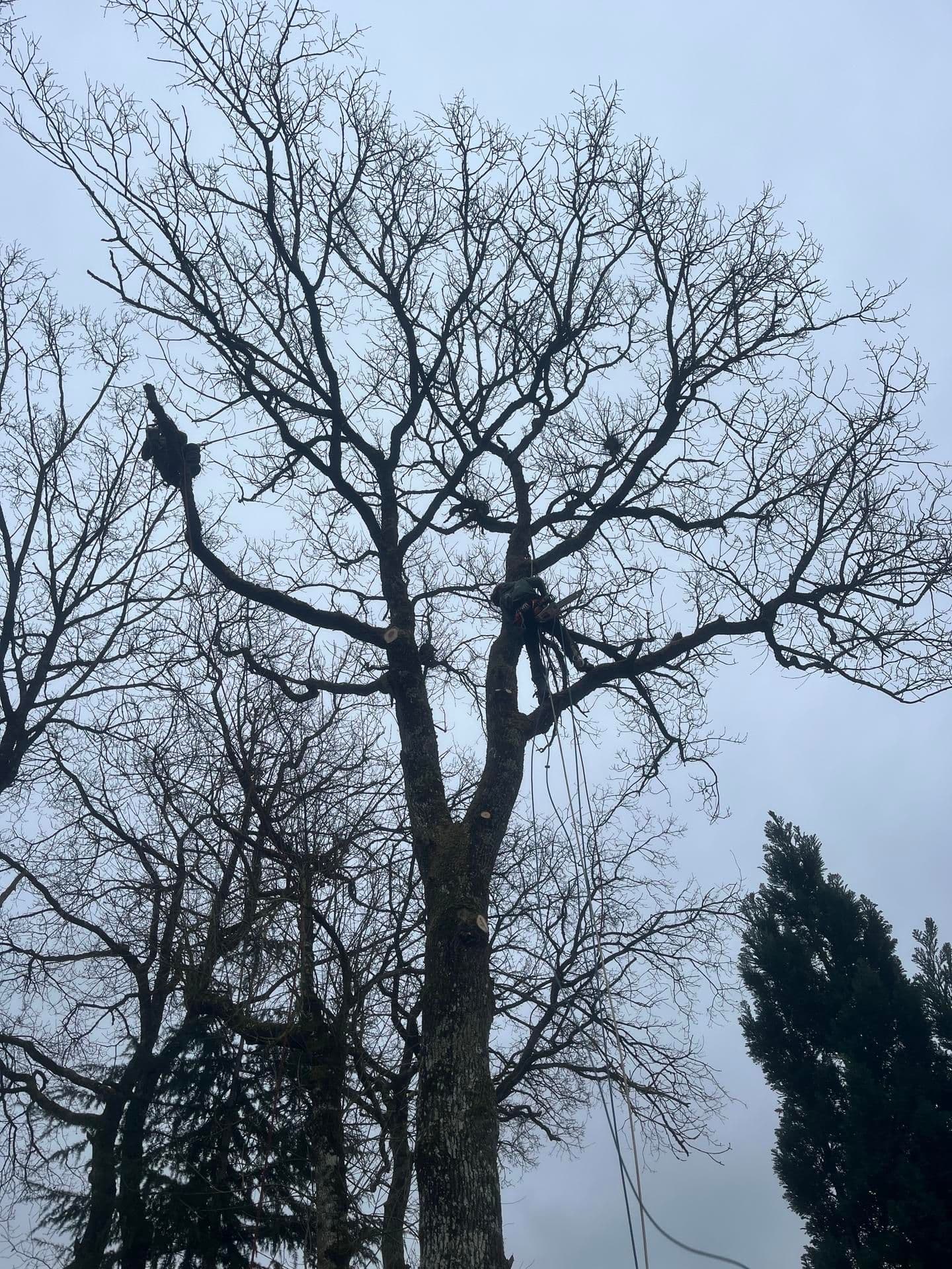 Retrait du bois mort